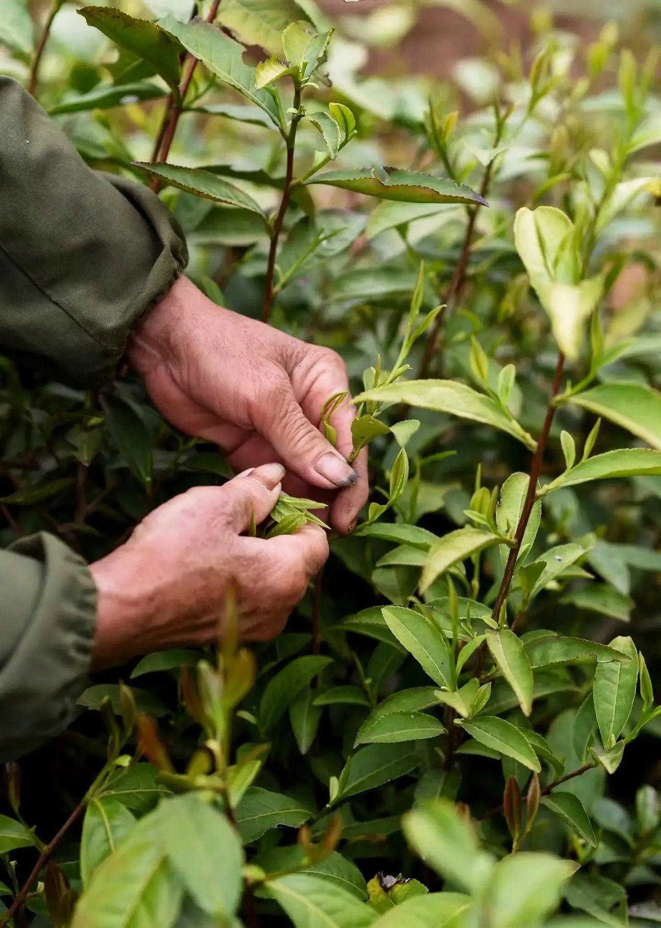 Matcha-vs.-Grüntee-Unterschiede-in-Wirkung-Geschmack-Koffein Noema