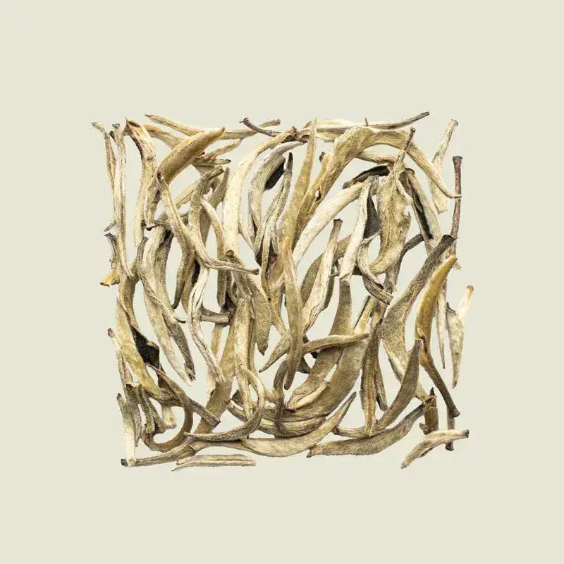 Downey Silver Needle - Noema - Loser Blatttee von oben fotografiert