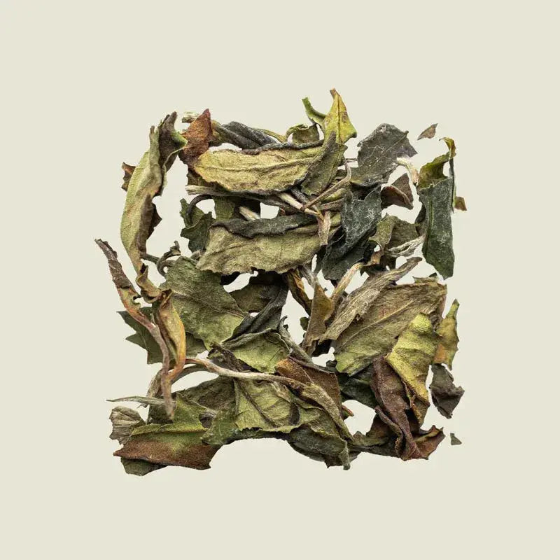 Pai Mu Tan (White Peony) - Noema - Loser Blatttee von oben fotografiert