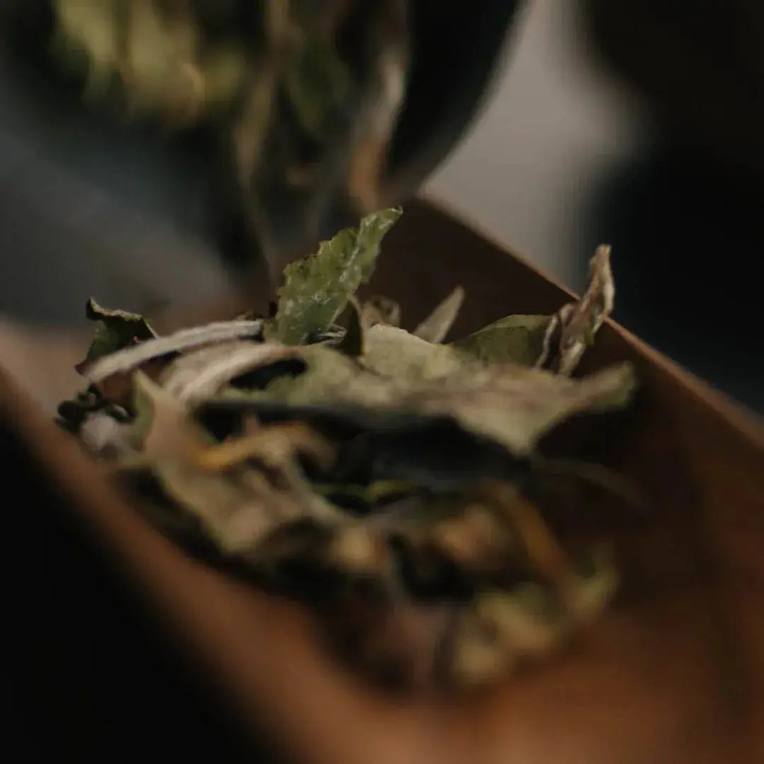 Pai Mu Tan (White Peony) - Noema