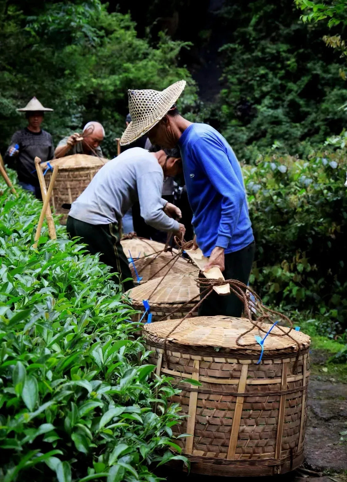 noema_teeernte-bauern-mit-koerben-im-garten - Noema