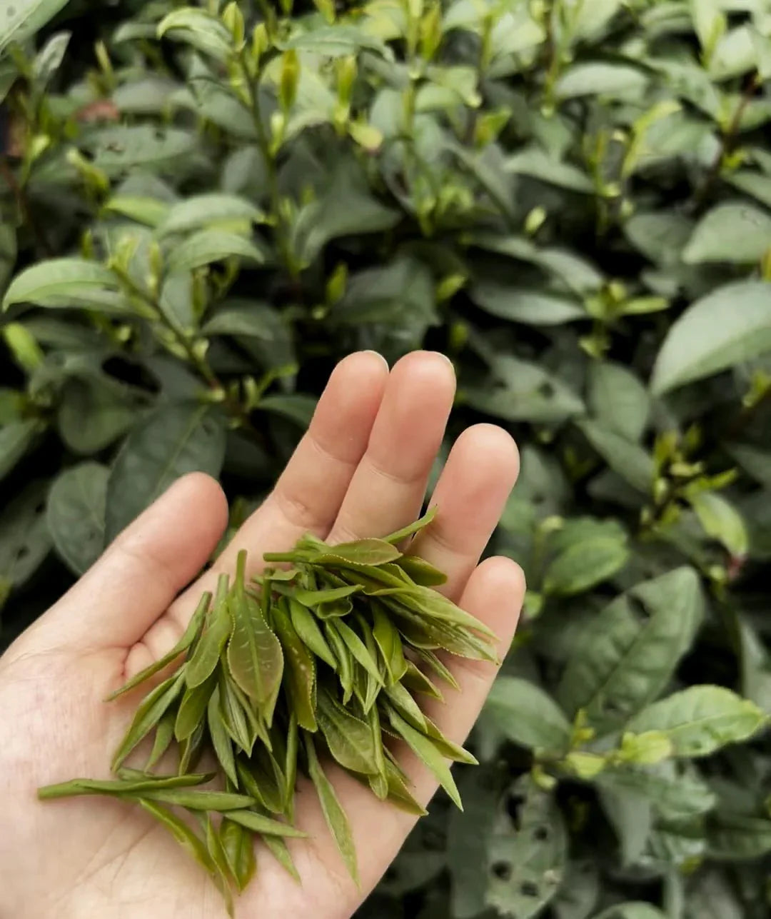 yournoema_gruentee_pan_firing - Noema