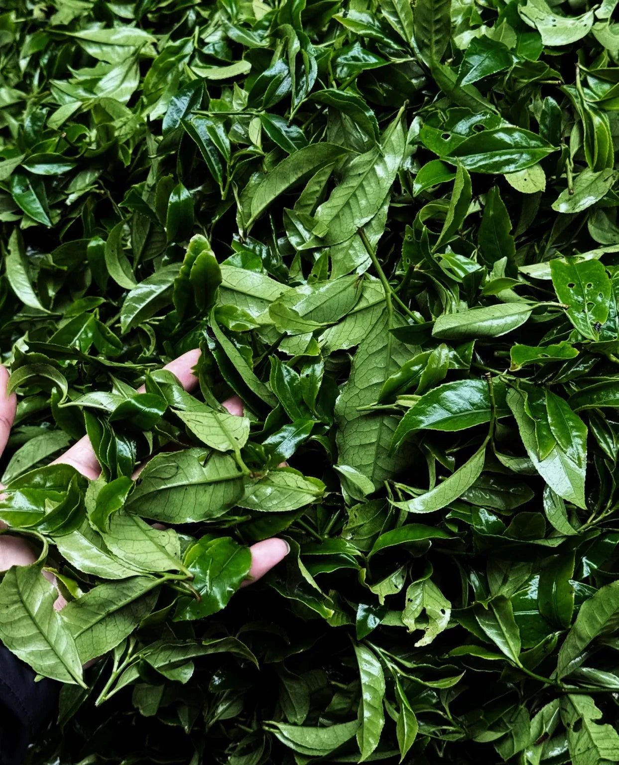 yournoema_gruentee_verarbeitung_frischtblaetter_handaufnahme - Noema