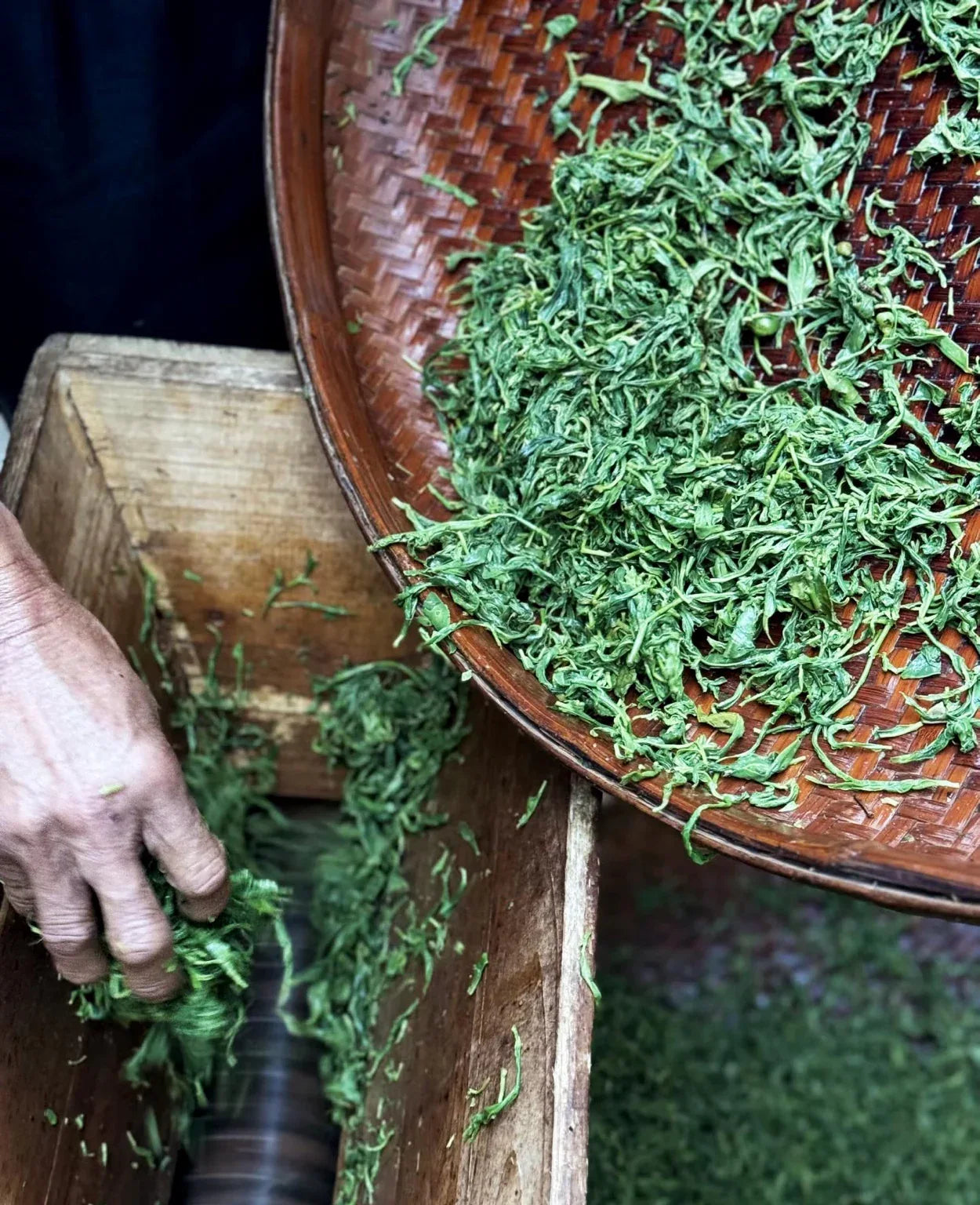 yournoema_gruentee_verarbeitung_rollen_der_blaetter - Noema