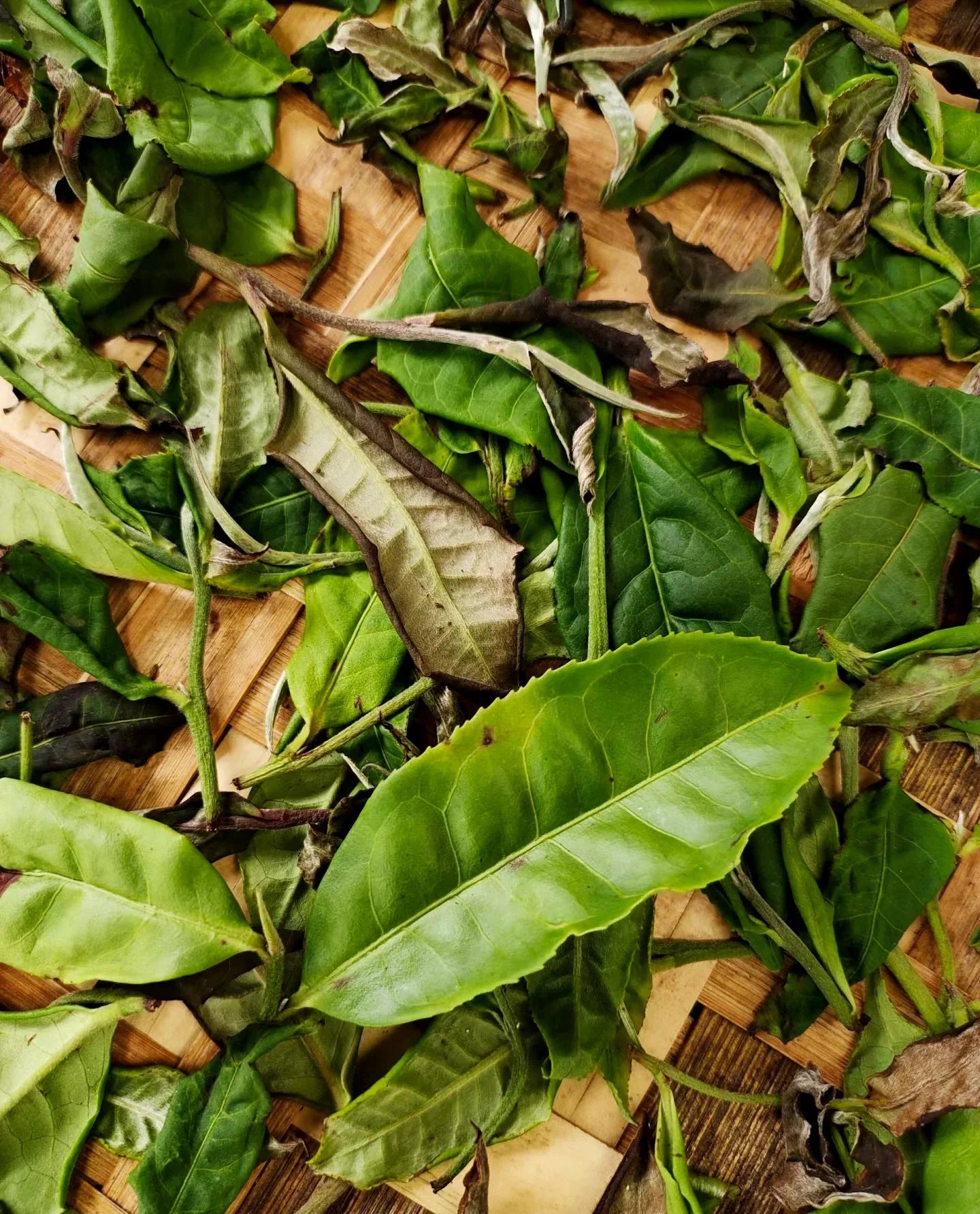 yournoema_puerh_welktray_blaetter_detail - Noema